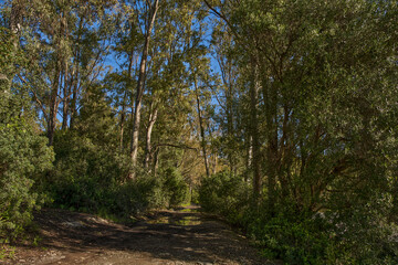 bosque y camino con charcos después de la lluvia 