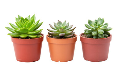 Obraz premium Three vibrant succulents in terracotta pots on a white background, cut out
