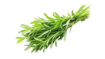Fresh green herb sprig on white background --ar 16:9