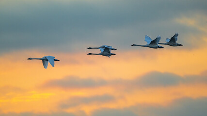 Evening Swans