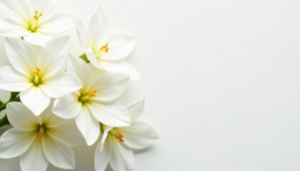 Close-up of pristine white flowers on pure white backdrop, botany, petals, simplicity