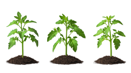 Growth stages of tomato plants with healthy green leaves and soil