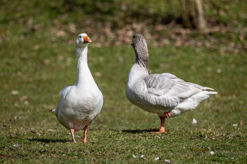 Hausgans