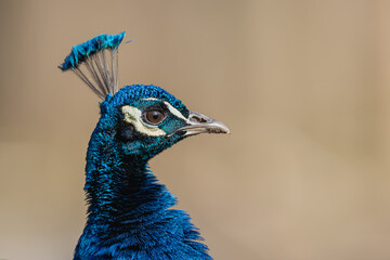 Pfau