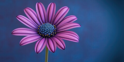 Fototapeta premium Close-up of a vibrant purple flower with delicate petals against a softly blurred studio background.