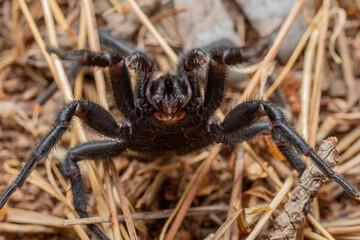 Spider of genus Amblyocarenum, mygalomorph.
