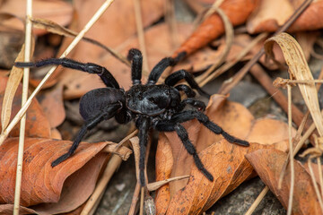 Spider of genus Amblyocarenum, mygalomorph.
