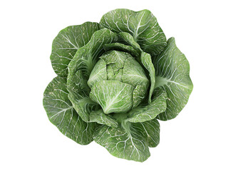 Obraz premium natural brussels sprout