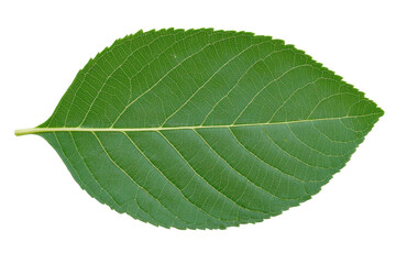 Obraz premium Close-up of vibrant green leaf with detailed veins on black background, cut out