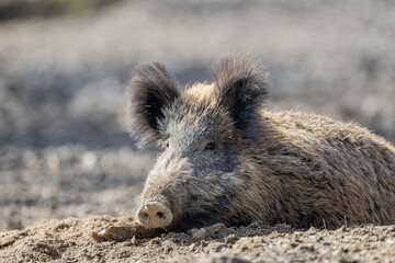 Wildschwein im Schlamm
