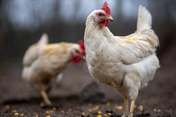 Free-range chicken walking on a farm