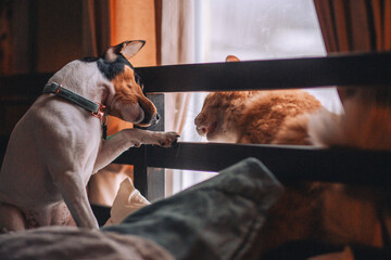 dog and catfighting on bed