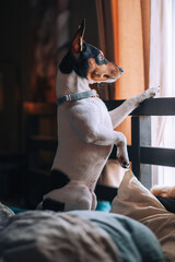 miniature rat terrier puppy looking out the window