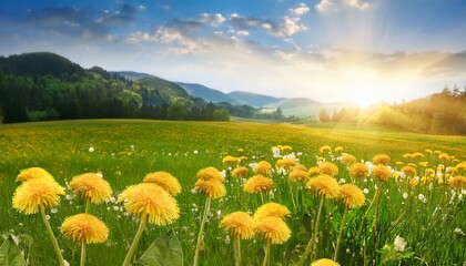 Fototapeta premium dandelion field spring flowers landscape