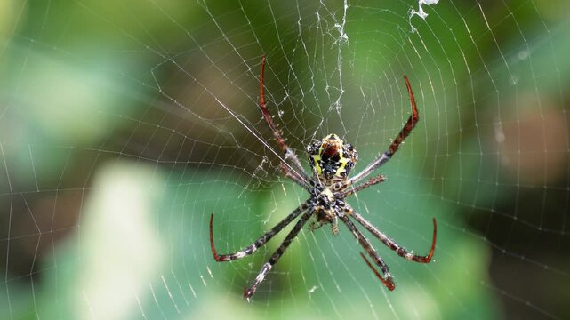 The back of the Silver argiope spider eating insect on its web in close up