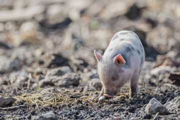 Hängebauchschein mit Ferkel