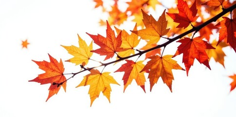 Isolated tree branch with autumn leaves on white, fall, foliage