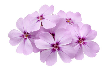Obraz premium Cluster of vibrant lilac phlox flowers isolated on black, cut out