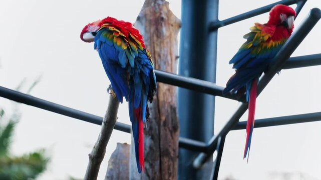 Close up of red Macaw birds on a stand at the zoo