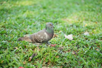A Rock Pigeon Walking on Lush Green Grass in a Park A Close Up Shot of a Bird in Nature