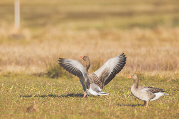Graugans im Frühling