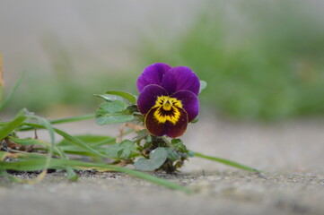 Violet in the garden