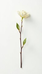 Fototapeta premium Single isolated branch with delicate details on a white background, nature, minimalist, photography