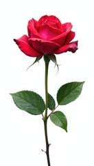 Obraz premium Single rose blooming in isolation with pure white backdrop, rose, blossom, petals