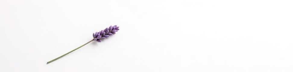 Single stem of lavender isolated on white background, hue, nature