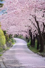Fototapeta premium cherry blossoms