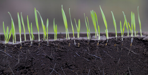 Fototapeta premium Young oat seedlings growing from fertile soil showing root structure