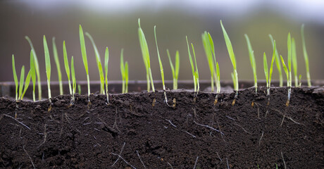 Young oat seedlings growing from fertile soil showing root structure