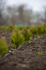 Young thuja growing in the garden soil with drip irrigation system
