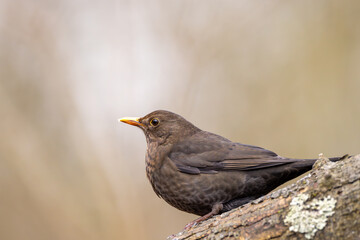 Amsel