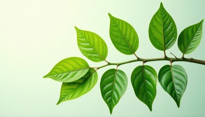 Symmetrical leaf arrangement on branch, botanical illustration, branch, green