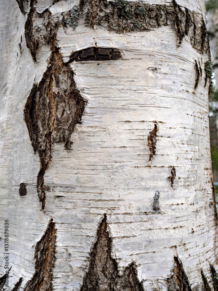 Poster texture of birch trunk bark. natural background with old birch bark surface with cracks. copy space.