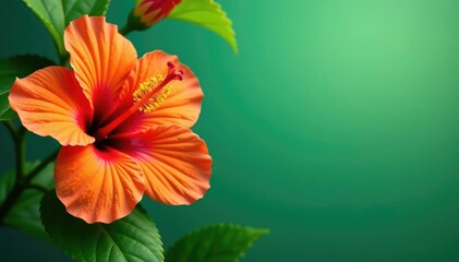 Obraz premium Bold tropical hibiscus blooms, vibrant orange & green, exotic, illustration, patterned