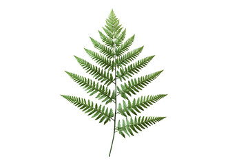 fresh fern leaves
