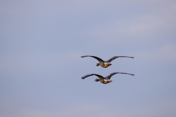 Graugänse im Flug