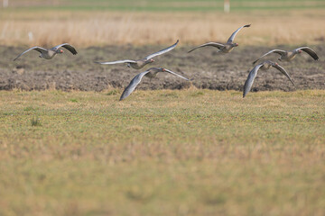 Graugans im Frühling
