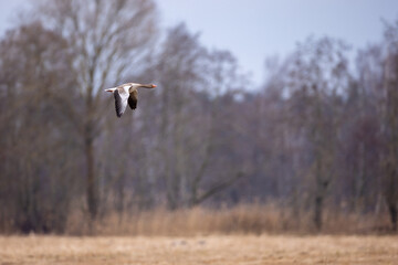 Graugans im Flug