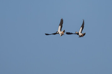 Kiebitz im Flug