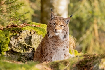Obraz premium Luchs im Frühling