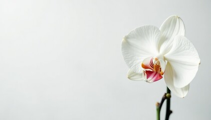 Obraz premium Delicate white orchid blossom against pure white backdrop, still life, soft