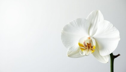 Delicate white orchid blossom on pure white backdrop, background, photography
