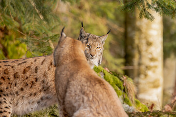 Luchs im Frühling