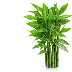 Fototapeta premium Lush green bamboo plant growing tall and strong with vibrant leaves in a natural setting isolated on a white background