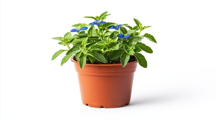 Obraz premium Lush potted plant featuring beautiful blue flowers against a clean white background demonstrating indoor nature