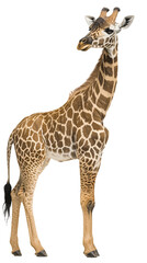 Obraz premium Giraffe in the Light: A majestic giraffe stands tall, showcasing its iconic patterned coat against the bright light, creating a striking and elegant portrait.