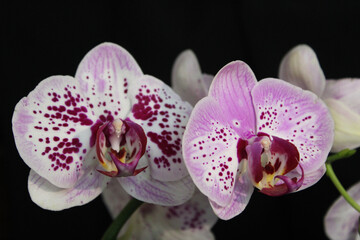 Beautiful orchid flowers